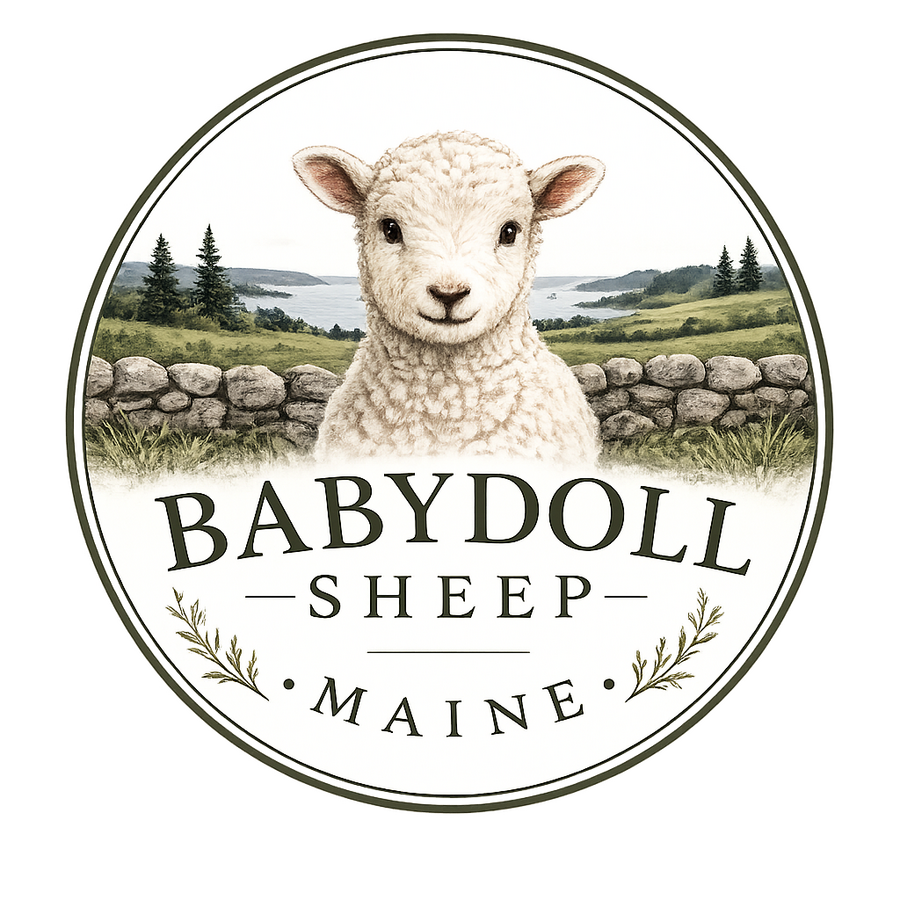 Southdown Babydoll Sheep For sale in Maine