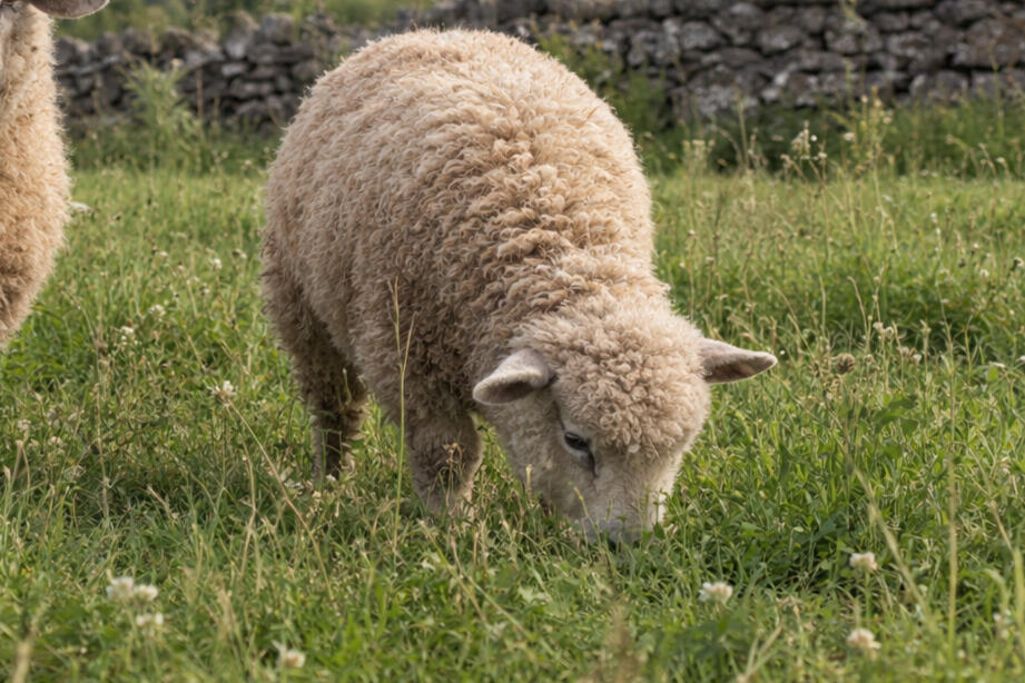 Old English Southdown Baby Doll Sheep For Sale in Maine Old English Southdown Baby Doll Sheep For Sale in Maine